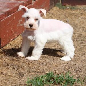 Miniature Schnauzer - 759