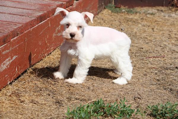 Miniature Schnauzer - 759