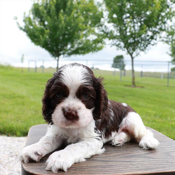 Cocker Spaniel - 813