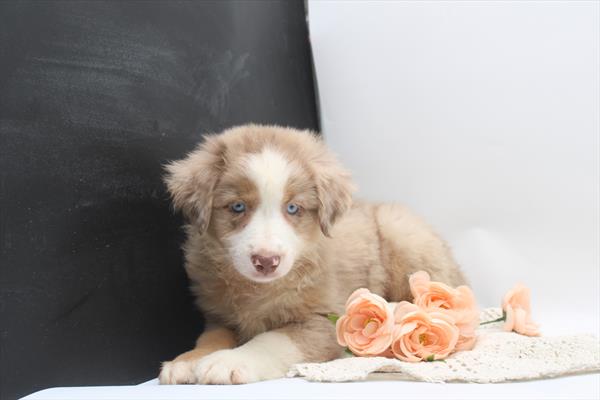 Miniature Australian Shepherd - 774