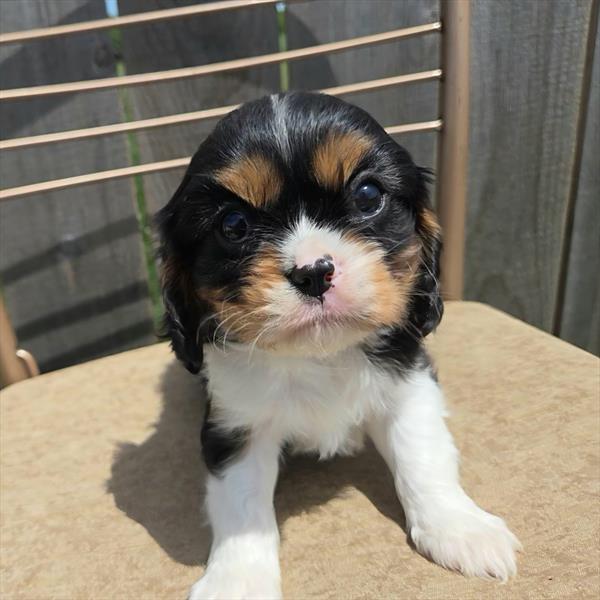 Cavalier King Charles Spaniel - 809
