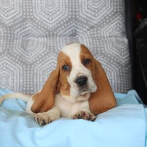 Basset Hound - 819