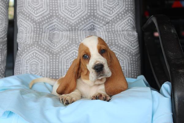 Basset Hound - 819