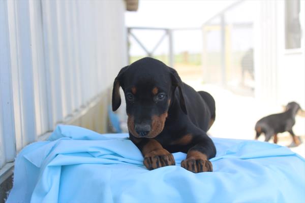 Doberman Pinscher - 825