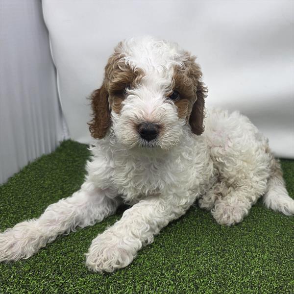 Goldendoodle Mini F1b - 810