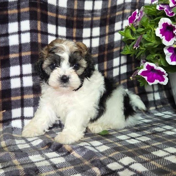 ShihPoo - 814