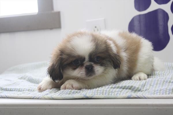 Pekingese - 822