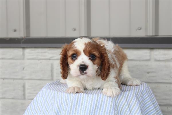 Cavalier King Charles Spaniel - 826