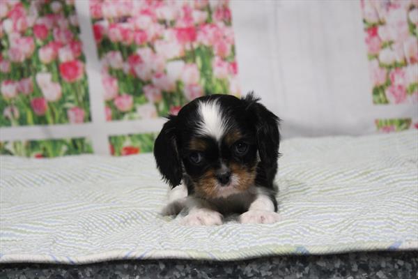 Cavalier King Charles Spaniel - 830