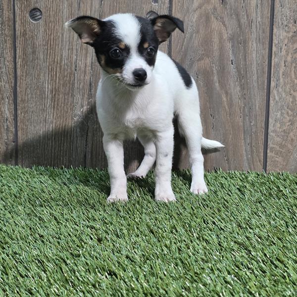 Chihuahua