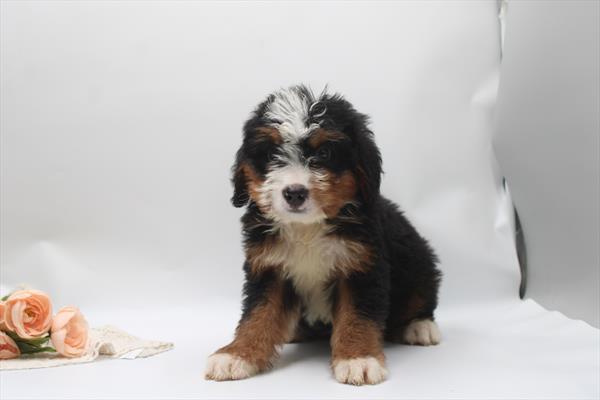 Bernedoodle - 831