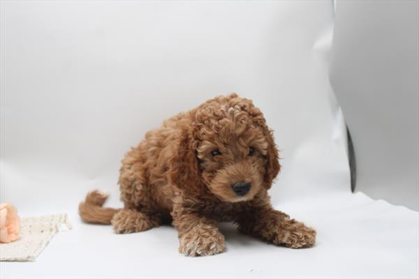 Goldendoodle Mini - 816