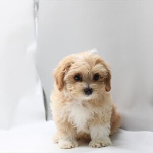 Maltipoo - 832