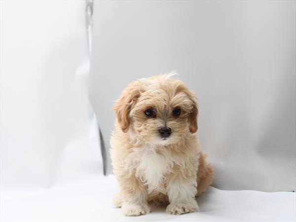 Maltipoo - 832