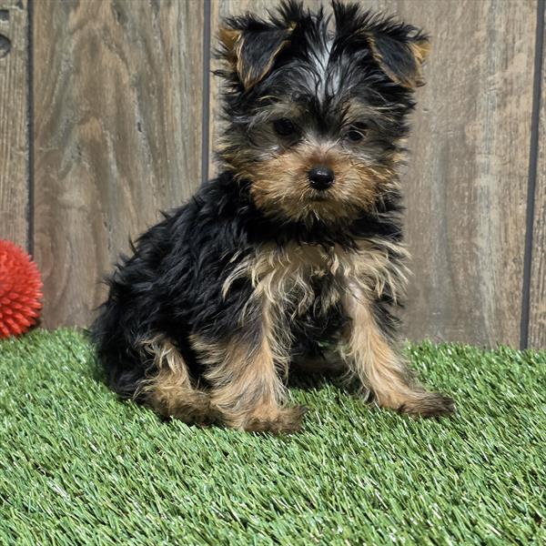 Yorkshire Terrier