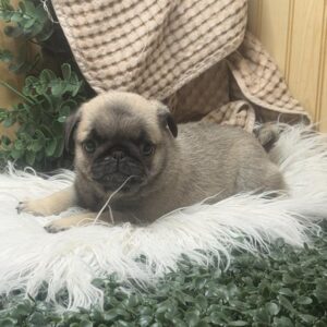 Pug - 827
