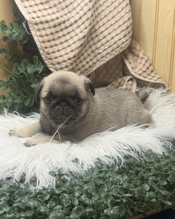 Pug - 827