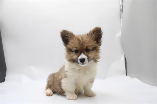 Pembroke Welsh Corgi - 820