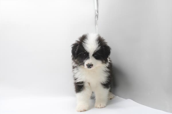 Miniature American Shepherd - 828