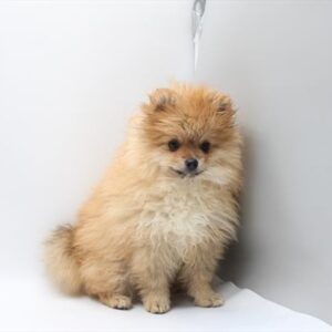 Pomeranian - 818
