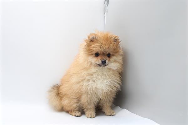 Pomeranian - 818