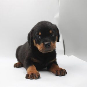 Rottweiler - 823
