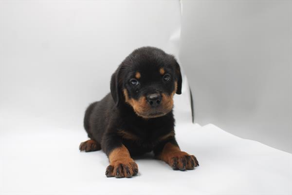 Rottweiler - 823