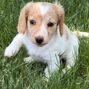 Miniature Dachshund - 804