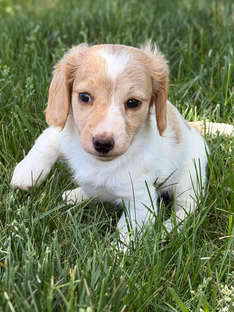 Miniature Dachshund - 804
