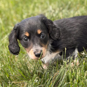 Miniature Dachshund - 806