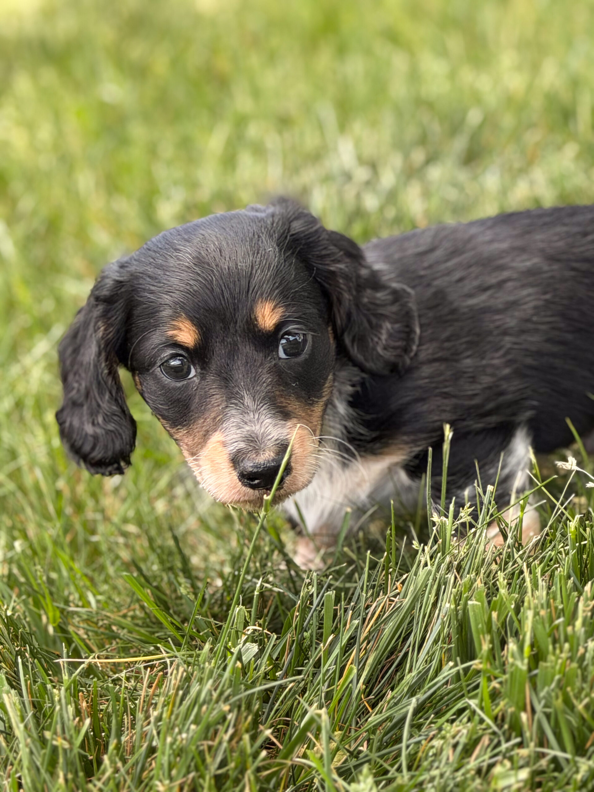 Miniature Dachshund in Wheatland, WY