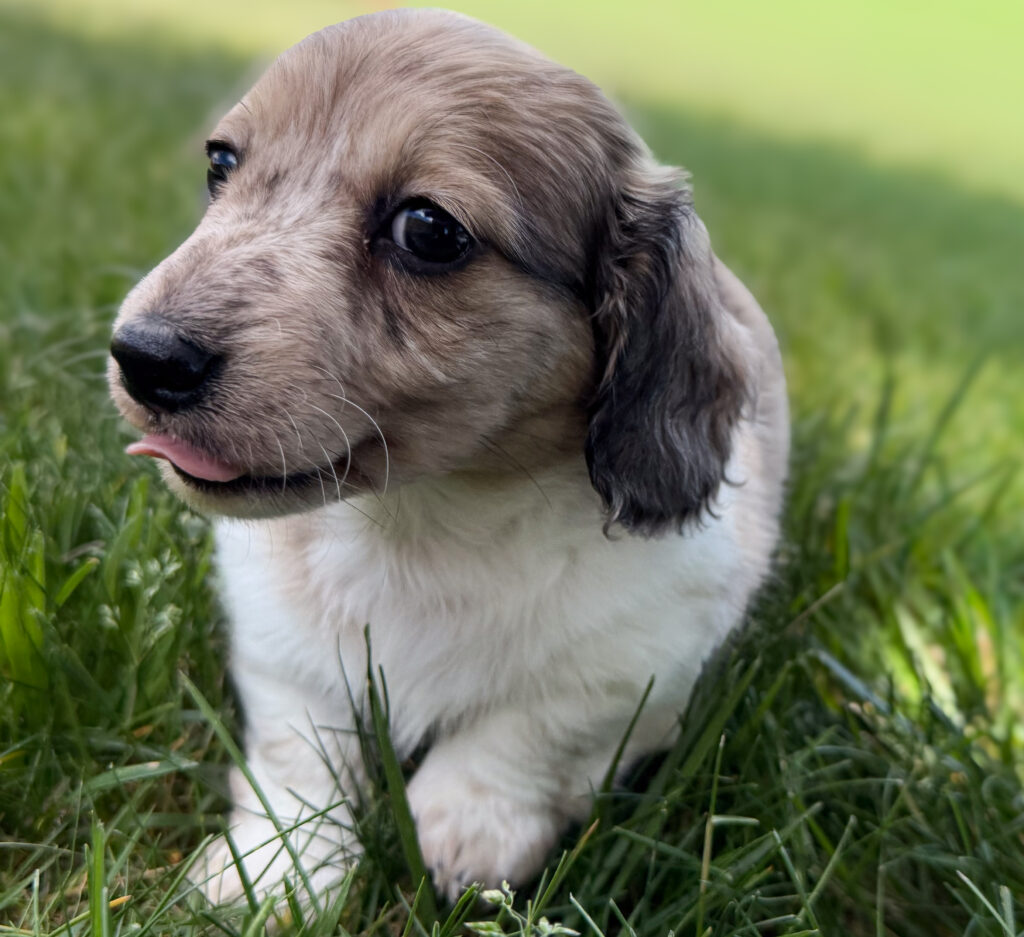 Miniature Dachshund - 805