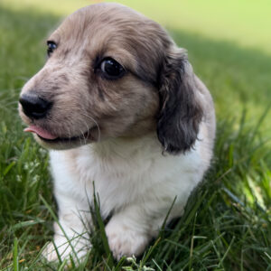 Miniature Dachshund - 805