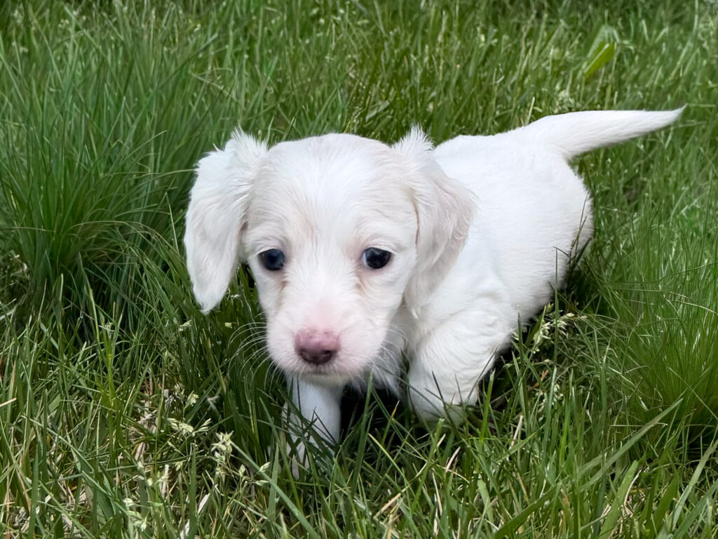 Miniature Dachshund - 800
