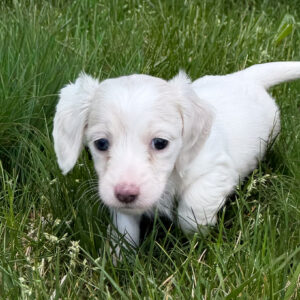 Miniature Dachshund - 800