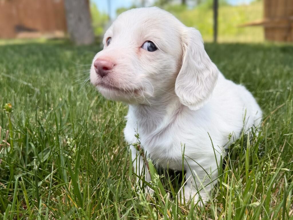 Miniature Dachshund - 803