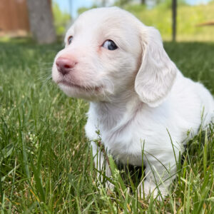 Miniature Dachshund - 803