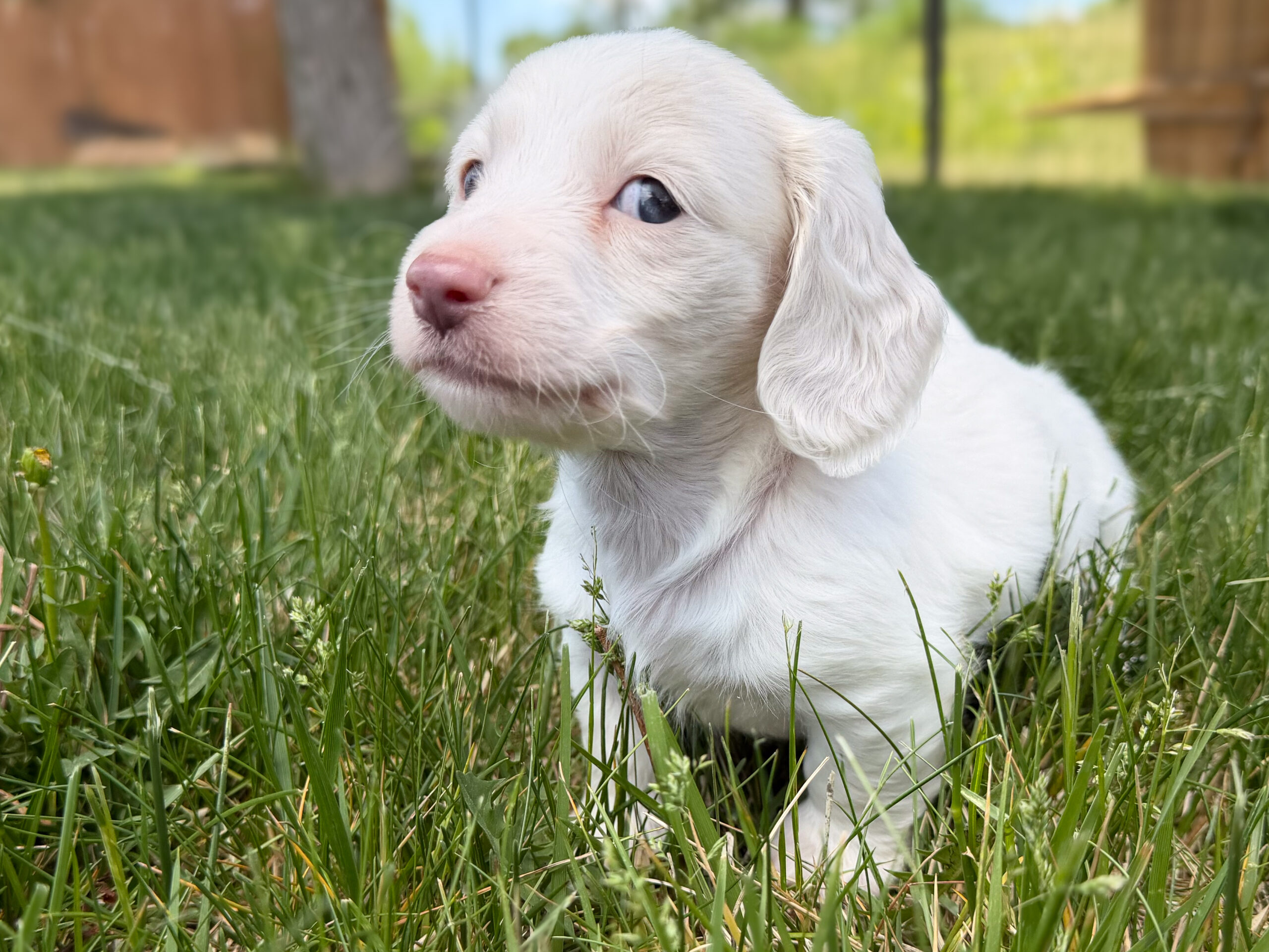 Miniature Dachshund in Boulder, CO