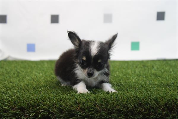 Chihuahua