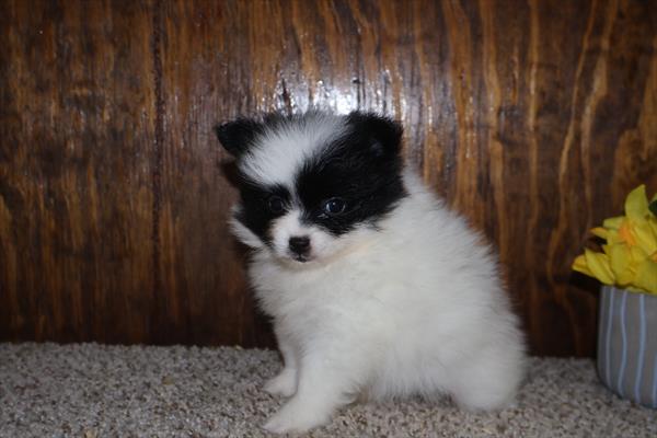 Pomeranian - 833