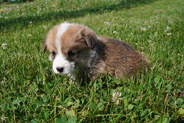 Pembroke Welsh Corgi - 882