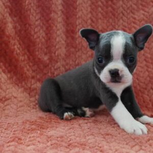Boston Terrier - 839