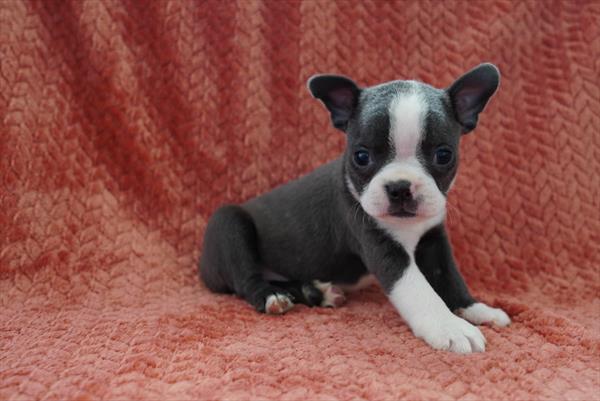 Boston Terrier - 839
