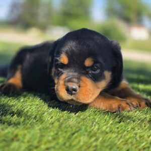 Rottweiler - 843