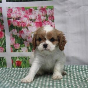 Cavalier King Charles Spaniel - 866