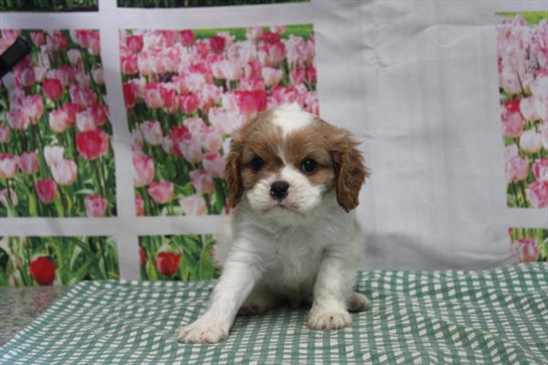 Cavalier King Charles Spaniel - 866