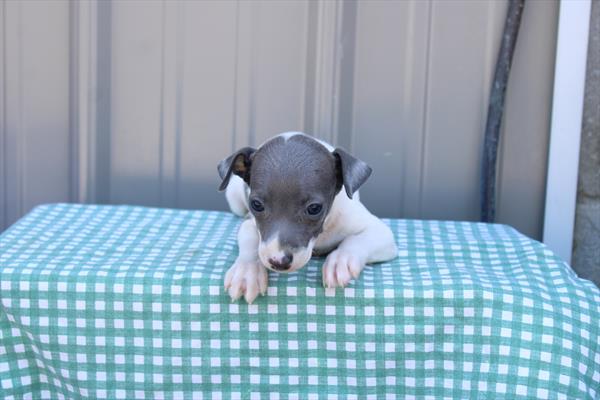 Italian Greyhound - 849