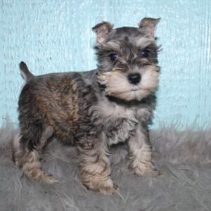 Miniature Schnauzer - 847
