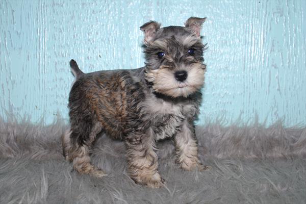 Miniature Schnauzer