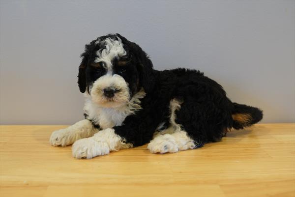 Bernedoodle Mini 2nd Gen - 838